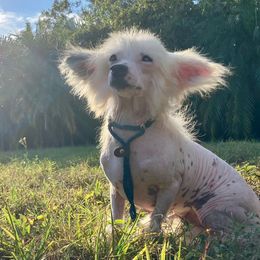 Splicer - White and black male Chinese Crested puppy in Lutz, Florida from Halcyon Chinese Cresteds
