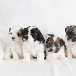 Chesapeake Bay Retriever and Havanese Puppies from Green Gables Havanese