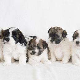 Chesapeake Bay Retriever and Havanese Puppies from Green Gables Havanese