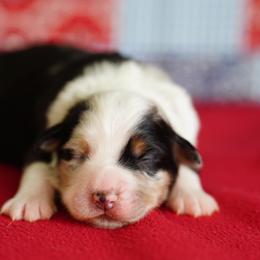 Sierra - Blue merle female Miniature Australian Shepherd puppy in Chesapeake, Virginia from Beaver Dam Mini Aussies