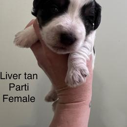 Iris - Parti female Miniature Schnauzer puppy in Mount Airy, North Carolina from Round Peak Schnauzers