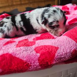 Martini - Blue merle female Miniature American Shepherd puppy in New Providence, Pennsylvania from Tons of Kisses