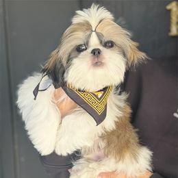 AKC Bentley - Tricolor male Shih Tzu puppy in Los Angeles, California from LUXURY PAWS