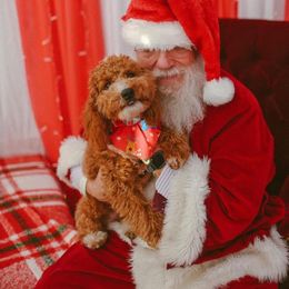 Cavapoo and Goldendoodle Puppies from Lake Cumberland Doodle Farm