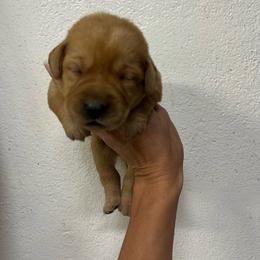 Lime - Yellow female Labrador Retriever puppy in Husser, Louisiana from Kristen