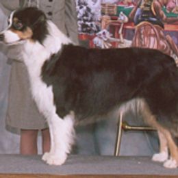 Australian Shepherds from Skyline Australian Shepherds