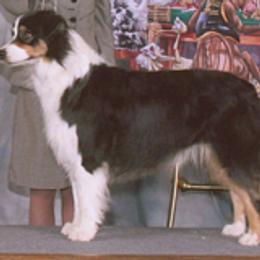 Australian Shepherds from Skyline Australian Shepherds