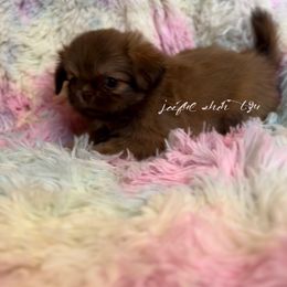 Shih Tzu Puppies from Joiful Shih Tzu