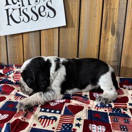 English Springer Spaniel Puppies from Crafts Springer Love