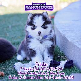 Frisko - Black and white male Pomsky puppy in Humeston, Iowa from M.A.R. Dogs