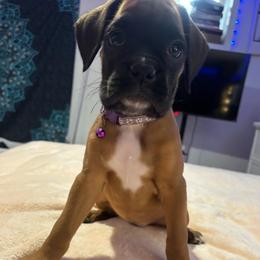 Sailor - Fawn female Boxer puppy in Cicero, New York from MK Boxer Haven of CNY