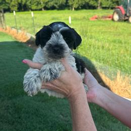 Cooper - black collar - Parti male Miniature Schnauzer puppy in Oneonta, Alabama from Murphree Valley Kennels