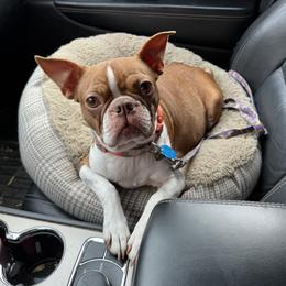 Ruby - Boston Terrier