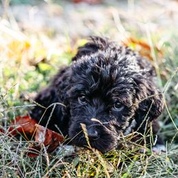 Double Doodle and Labradoodle Puppies from Delightfully Double Doodles