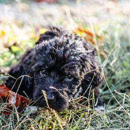 Double Doodle and Labradoodle Puppies from Delightfully Double Doodles