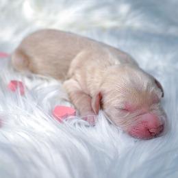Luna - Cream female Goldendoodle puppy in Portsmouth, Virginia from Hopping Howlers Ranch