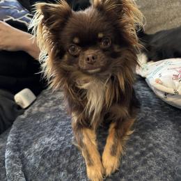Godiva - Chihuahua