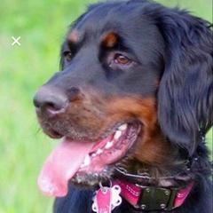 GABBY - Gordon Setter