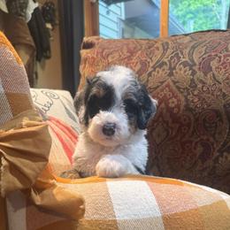 Jasper - Merle male Bernedoodle puppy in Carmichaels, Pennsylvania from JensenBelle Doodles