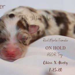 Miniature Australian Shepherd and Toy Australian Shepherd Puppies from TK Mini & Toy Aussies