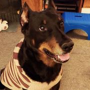 Beaucerons from ACS
