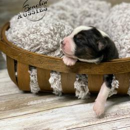 Australian Shepherd Puppies from Beachin' Aussies