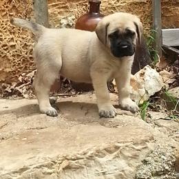 Mastiff Puppies from Hug-A-Mug Mastiffs