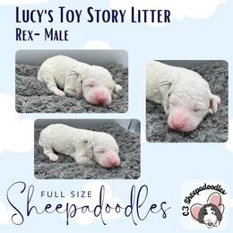 Rex - Fawn and white male Sheepadoodle puppy in Blairstown, New Jersey from C3 Sheepadoodles