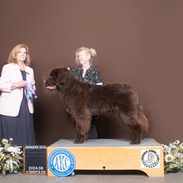 Liam - Newfoundland