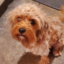 CoCo - Cavapoo