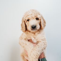 August - Red  Goldendoodle puppy in Canton, Georgia from Mae’s Doodles of Georgia