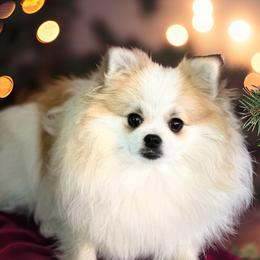 Daisy - Pomeranian