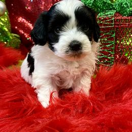 Havanese Puppies from Rose Hill Havanese