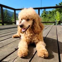 Assorted Doodle Crosses, Cavapoos, Labradoodles, Maltese, and Poodles from Fluffy Fawn