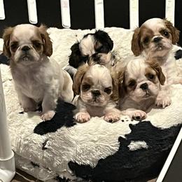 English Toy Spaniel puppies from Clussexx Kennels