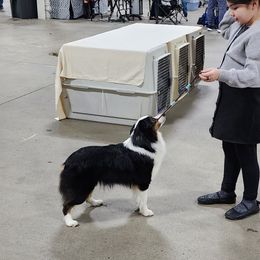 Frankie - Miniature American Shepherd