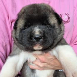 Saki's Girl - Fawn, black overlay female Akita puppy in South Carolina from Sierra Mountain Akitas