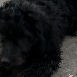 Bernedoodles from Nana’s Doodles