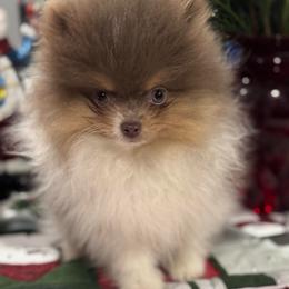 Coby - Tri-colored male Pomeranian puppy in New Lenox, Illinois from Illinois Poms