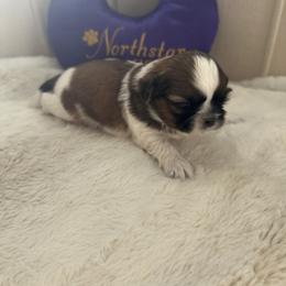 Boy 2 - male Shih Tzu puppy in Paso Robles, California from Northstar Shih Tzu