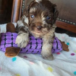 Louis V. - Merle male Shihpoo puppy in Delphos, Ohio from Route 66 Puppies