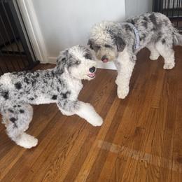 Goldendoodle, Poodle, and Sheepadoodle All Grown Up from Exquisite Doodles