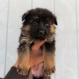 Female (Blue Collar) - Black and red female German Shepherd puppy in Kamas, Utah from Uinta Mountain Shepherds