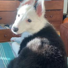 Border Collie Puppies from Cahill’s Canines