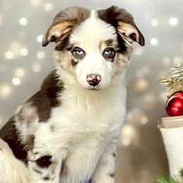 Australian Shepherds, Maltese, and Pomeranians from Destination Dalmatian