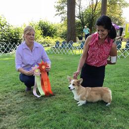 Pembroke Welsh Corgi Puppies from Anlen Pembroke Welsh Corgis