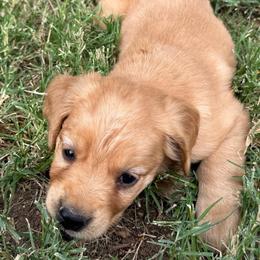 Kelly Boy - Golden male Golden Retriever puppy in Mesa, Arizona from Grand Canyon Goldens