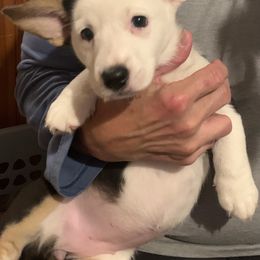 Cardigan Welsh Corgi Puppies from Luxe Cardigan Welsh Corgis