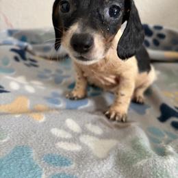 Jasper - Piebald male Dachshund puppy in Conroe, Texas from R&M Dachshunds