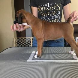 Boxer Puppies from Vintage Boxers
